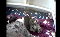 Border Collie dogs for sale: Beautiful Border Collie Puppies - Image 16