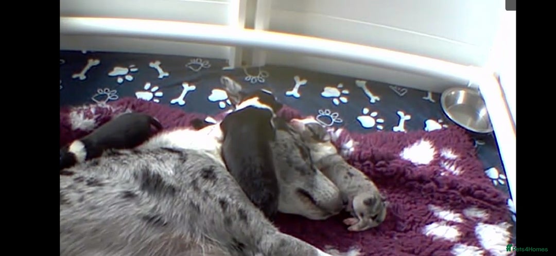 Border Collie dogs for sale: Beautiful Border Collie Puppies - Image 16