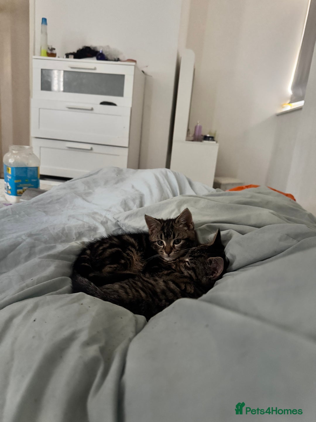 Mixed Breed cats for sale: Adorable 3 month old kittens  - Advert 3