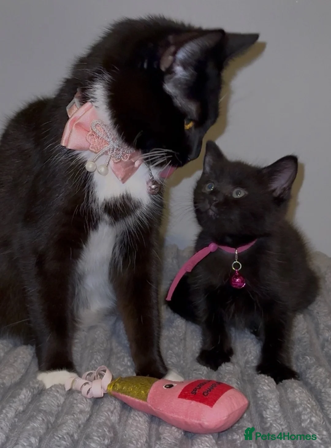 British Shorthair cats for sale: One male & one female kittens - Advert 2