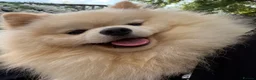 Pomeranian dogs for sale: Gorgeous Pomeranian  - Advert 3