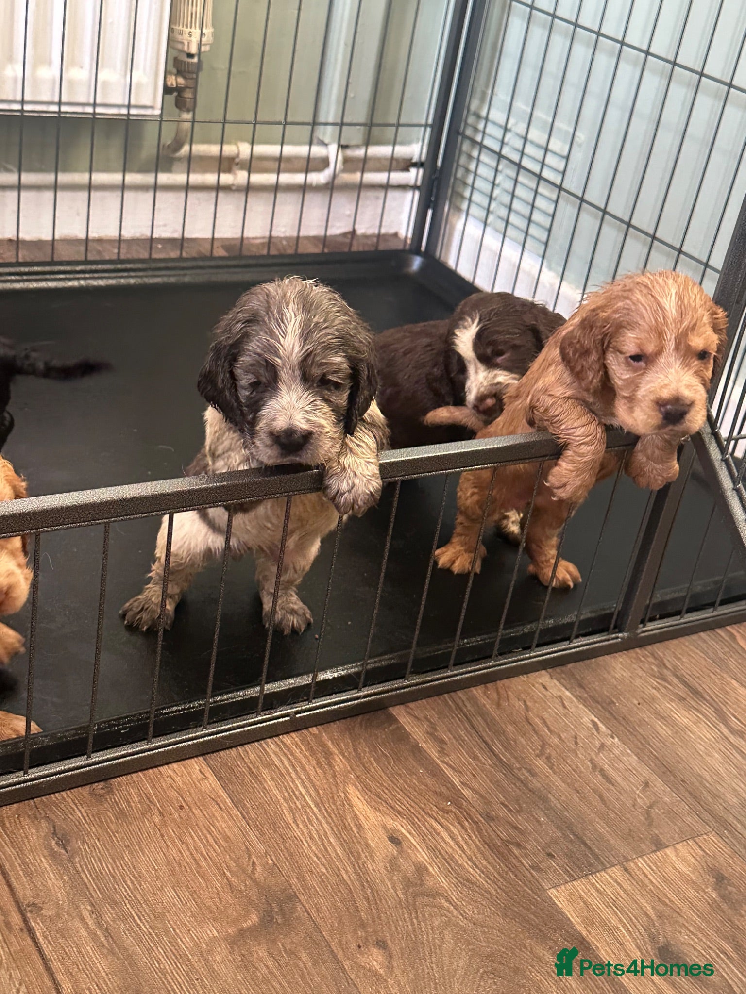 Cocker Spaniel dogs Litter of 5 - Advert 15