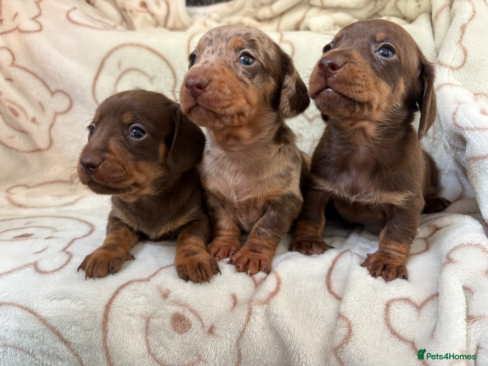 Miniature Dachshund dogs Miniature dachshund  - Advert 13