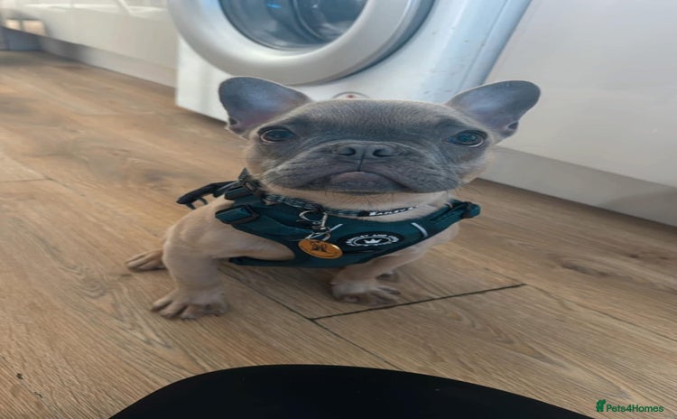 French Bulldog dogs - Advert 4