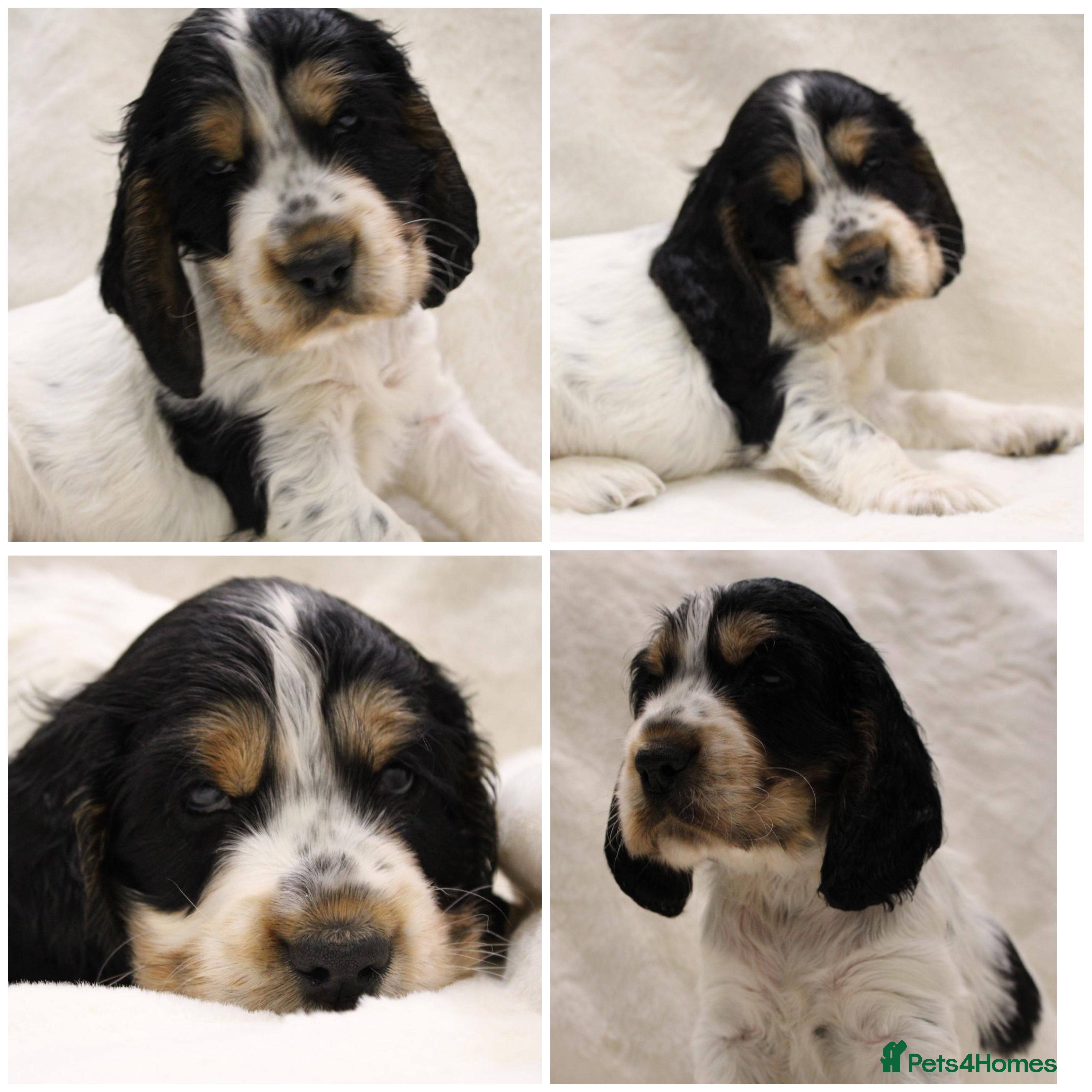 Cocker Spaniel dogs Kc Show type Cocker Spaniels  - Advert 3