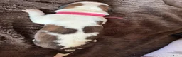 Saint Bernard dogs for sale: Exceptional St Bernard Puppies - Advert 6