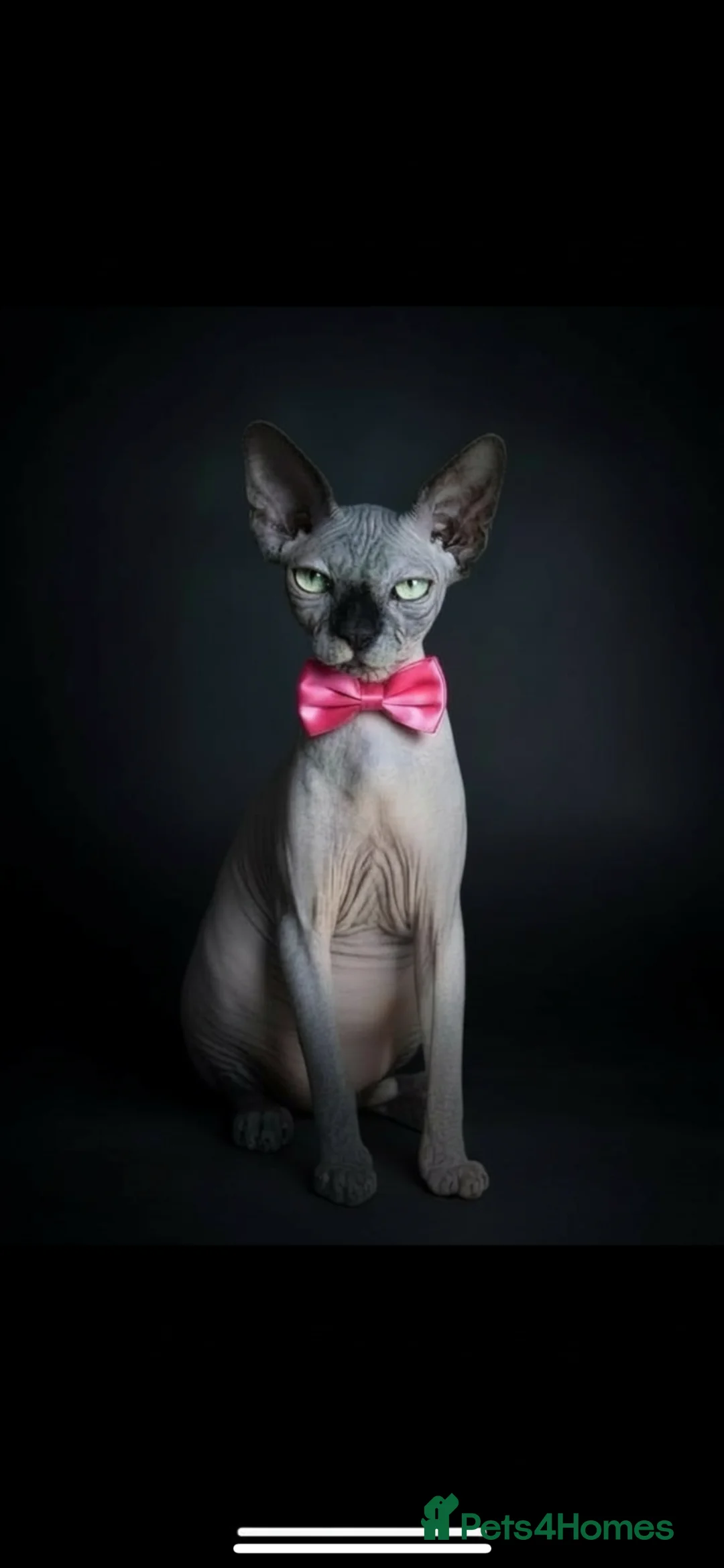 Sphynx cats for sale:     Exceptional TICA Sphynx Kittens  - Advert 5