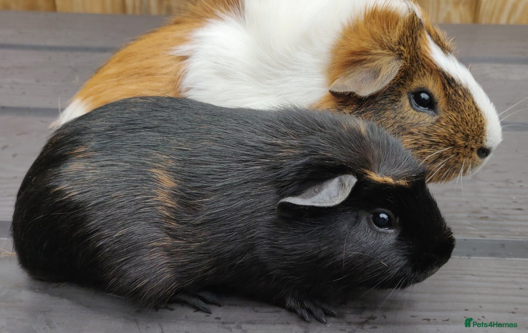 Guinea Pig rodents for sale: Happy, Healthy, Handsome & Confident Pet Boars - Image 10