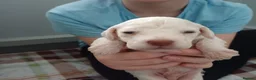 Lagotto Romagnolo dogs for sale: Lagotto Romagnolo Italian Water/Truffle Dogs   - Advert 16