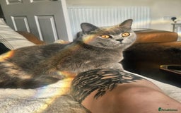 British Shorthair cats for sale: ♥️ Fun Loving British Shorthair Kittens♥️ - Image 22