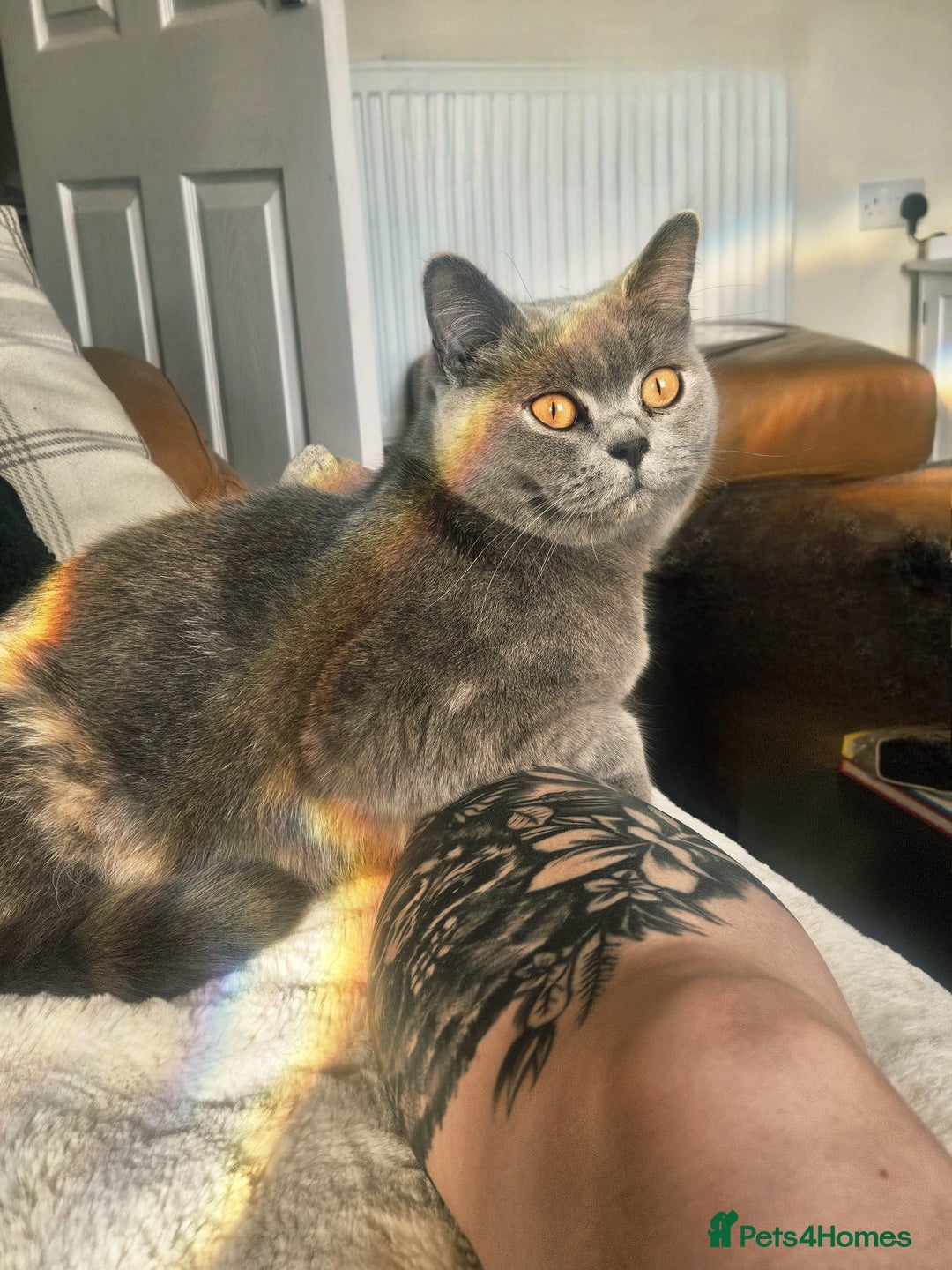British Shorthair cats for sale: ♥️ Fun Loving British Shorthair Kittens♥️ - Image 22