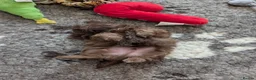 Shih Tzu dogs for sale: Imperial karashishi shitzu puppies  - Advert 3