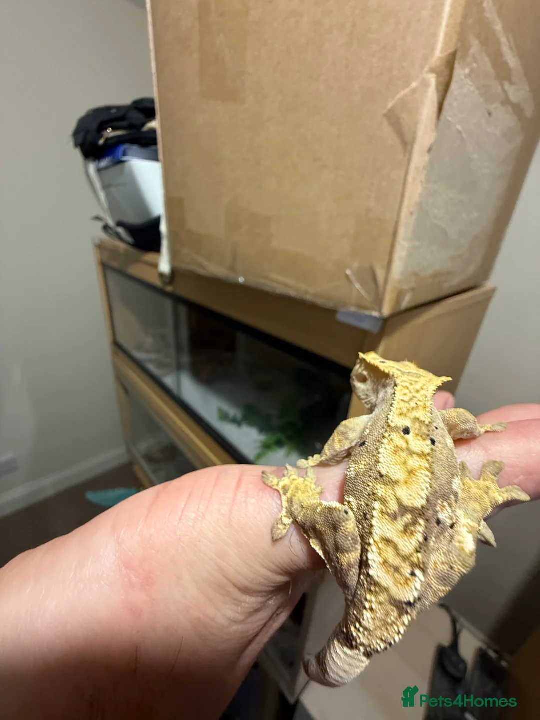 Gecko reptiles for sale: 🔥🔥 CRESTED GECKOS 🔥🔥🔥 - Advert 8