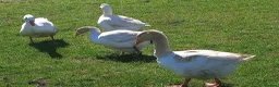 Geese poultry for sale: Goslings for Sale - Advert 4