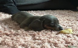 Dachshund dogs for sale: Dachshund puppies ready now  - Image 8