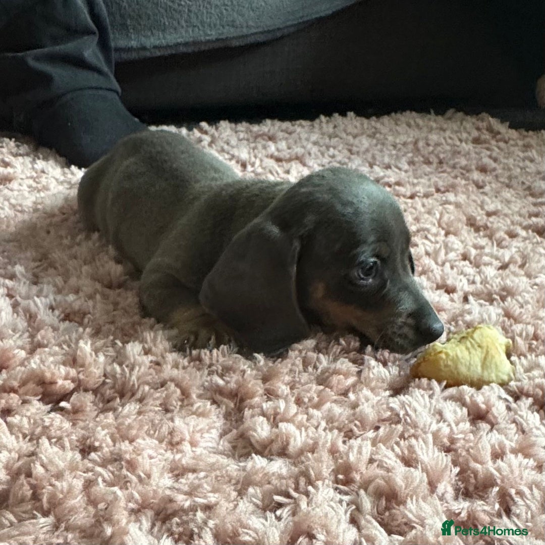 Dachshund dogs for sale: Dachshund puppies ready now  - Image 8