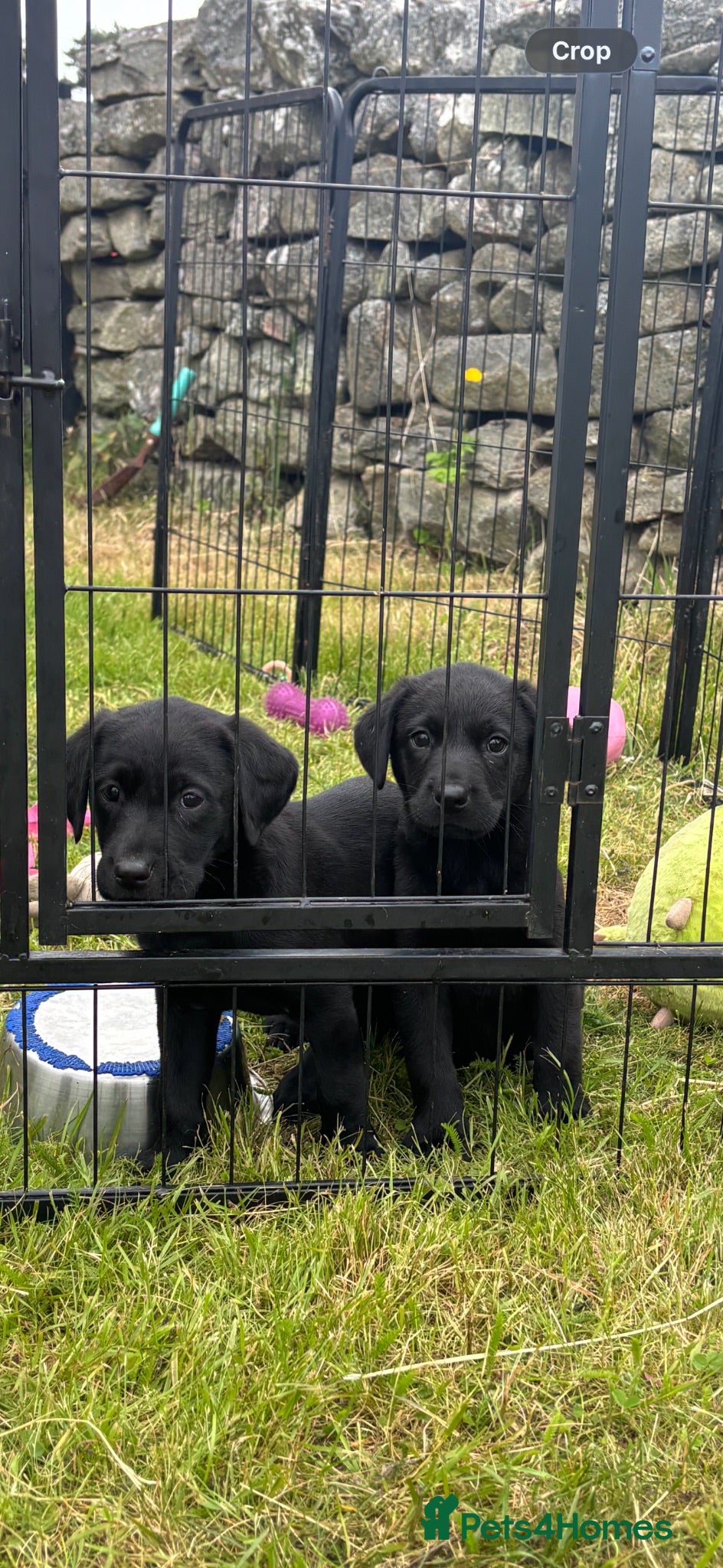 Labrador Retriever dogs Labrador puppies for sale - Advert 18