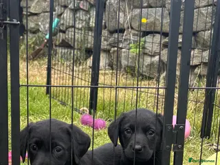 Labrador Retriever dogs Labrador puppies for sale - Advert 18