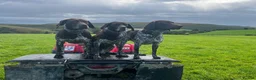 German Shorthaired Pointer dogs for sale: Outstanding versatile German Shorthaired Pointers - Advert 13