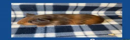 Guinea Pig rodents for sale: Baby Guinea Pigs in Wolverhampton - Advert 4