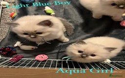 Ragdoll cats for sale: Beautiful Chunky Ragdoll Kittens For Sale - Image 14