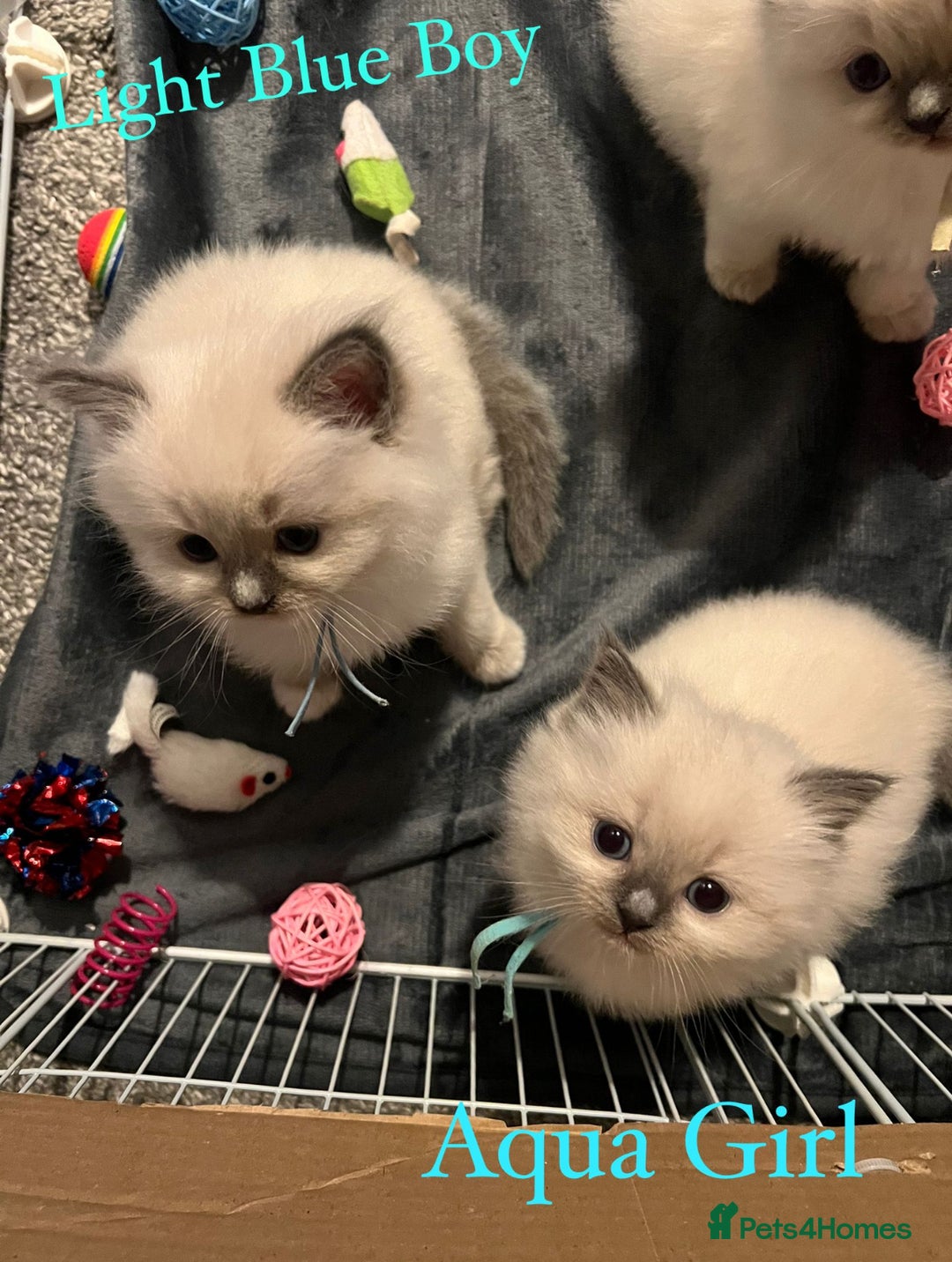 Ragdoll cats for sale: Beautiful Chunky Ragdoll Kittens For Sale - Image 14