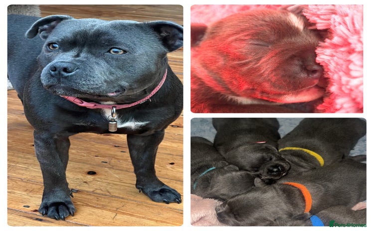 Staffordshire Bull Terrier dogs - Advert 6