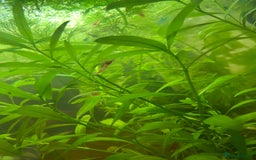 Shrimps fish for sale: Neocaridina Shrimp - Advert 2