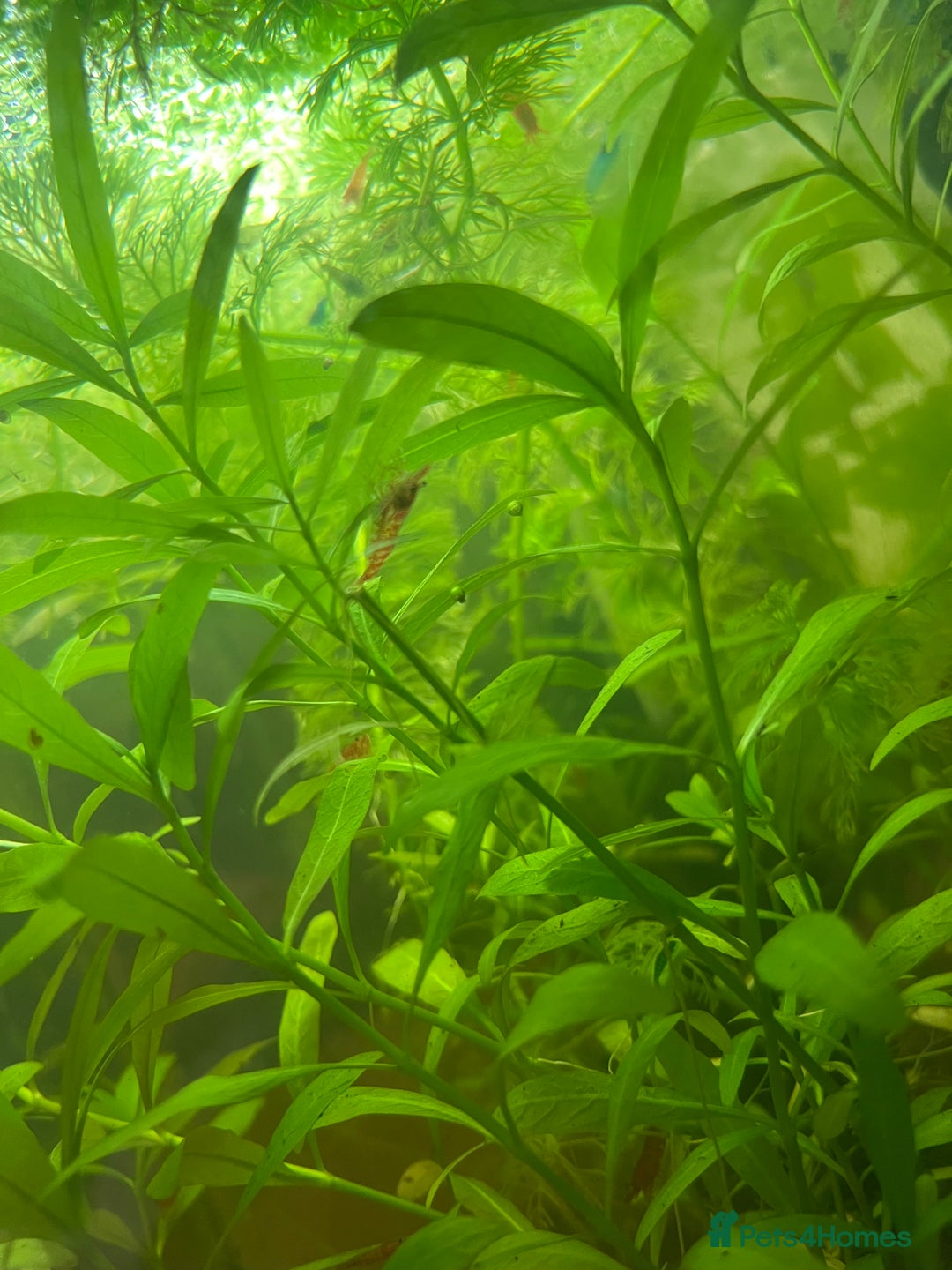 Shrimps fish for sale: Neocaridina Shrimp - Advert 2