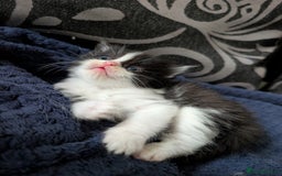 Ragdoll cats for sale: Ragdoll  - Image 5