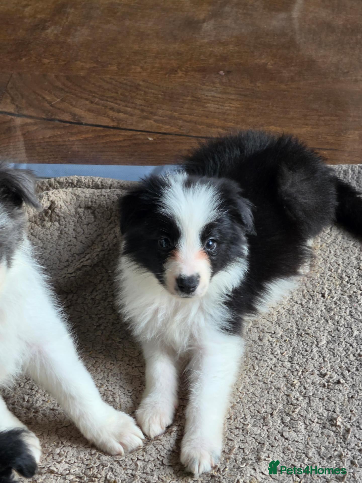 Border Collie dogs Exceptional KC babies - Advert 1