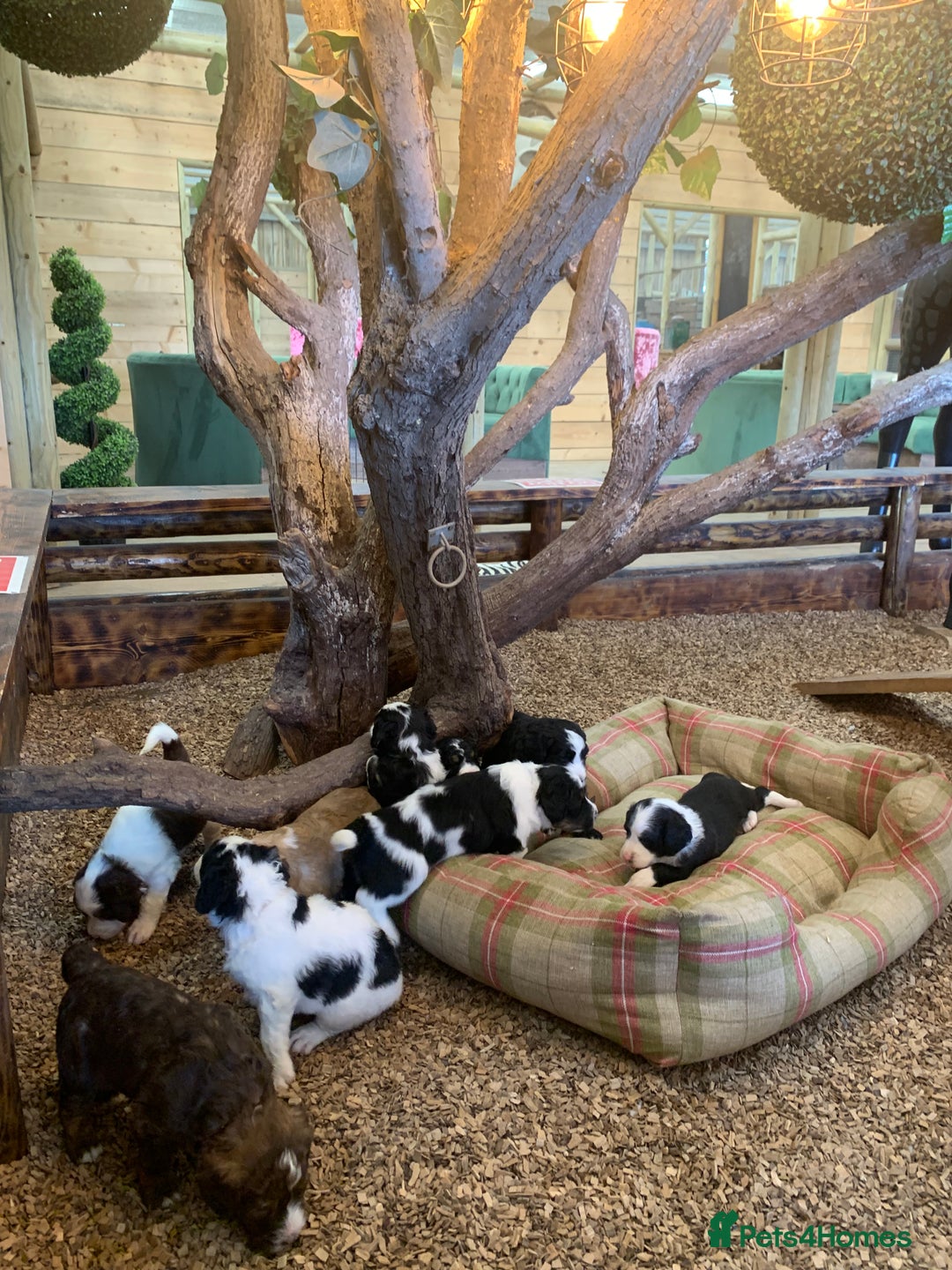 Bernedoodle dogs for sale: Standard Size Bernedoodle  - Image 23