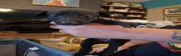 Whippet dogs for sale: Beautiful Whippet Puppies  - Advert 6