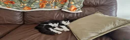 Mixed Breed cats for sale: This is vito  in Northampton - Advert 3