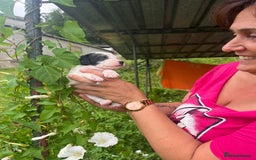 English Setter dogs for adoption: Setter x Pups (Rina's Puppies) - Image 26