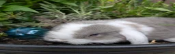 Mini Lop rabbits for sale: Mini lops  - Advert 2