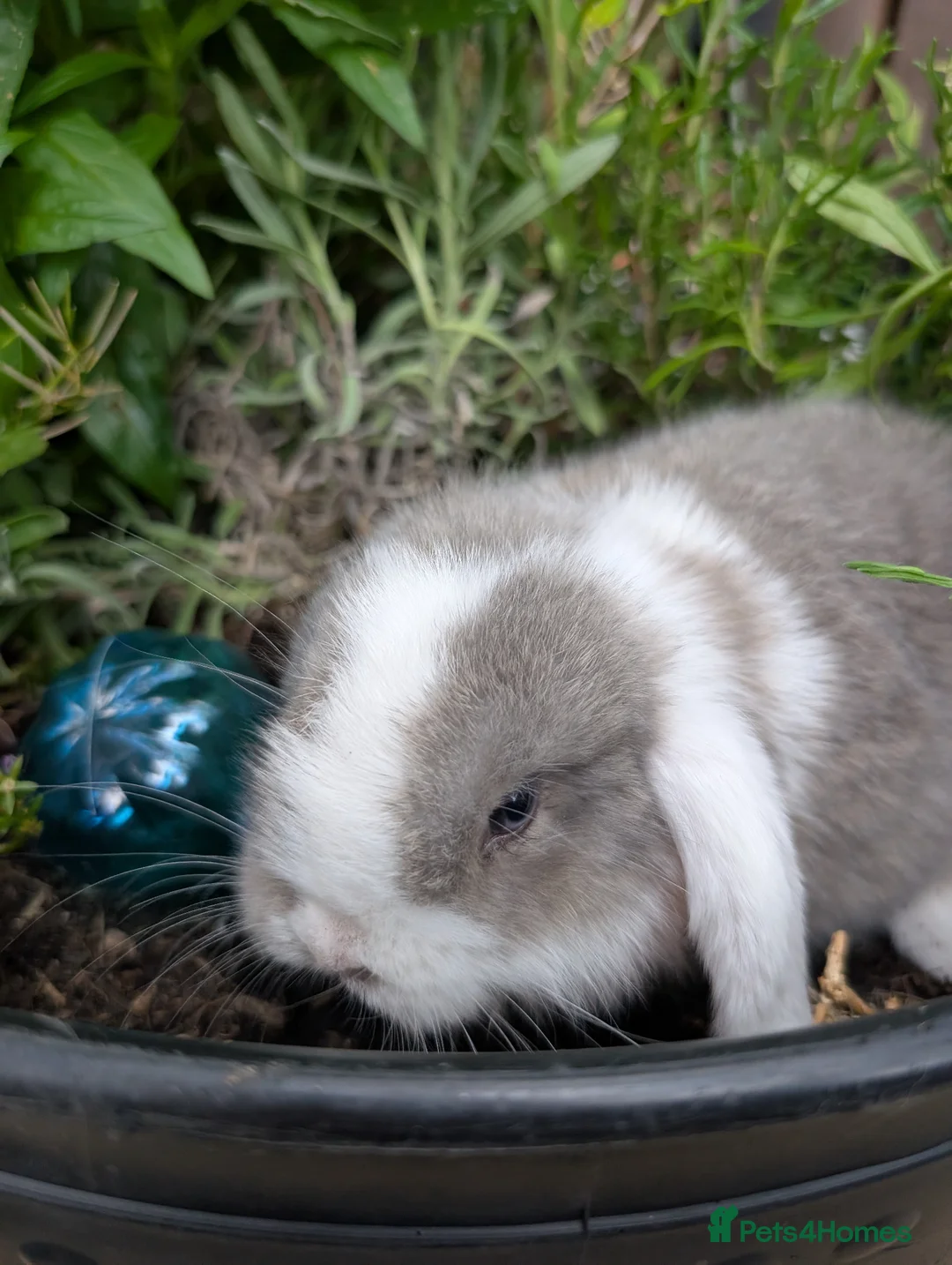 Mini Lop rabbits for sale: Mini lops  - Advert 2