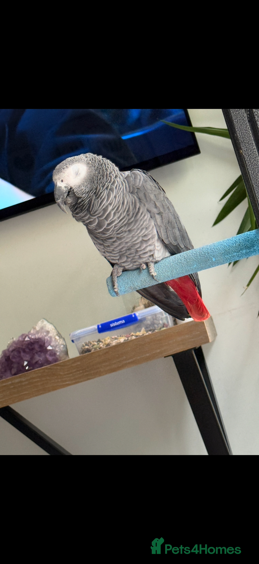 Parrots birds for sale: African grey male full set up  - Image 5