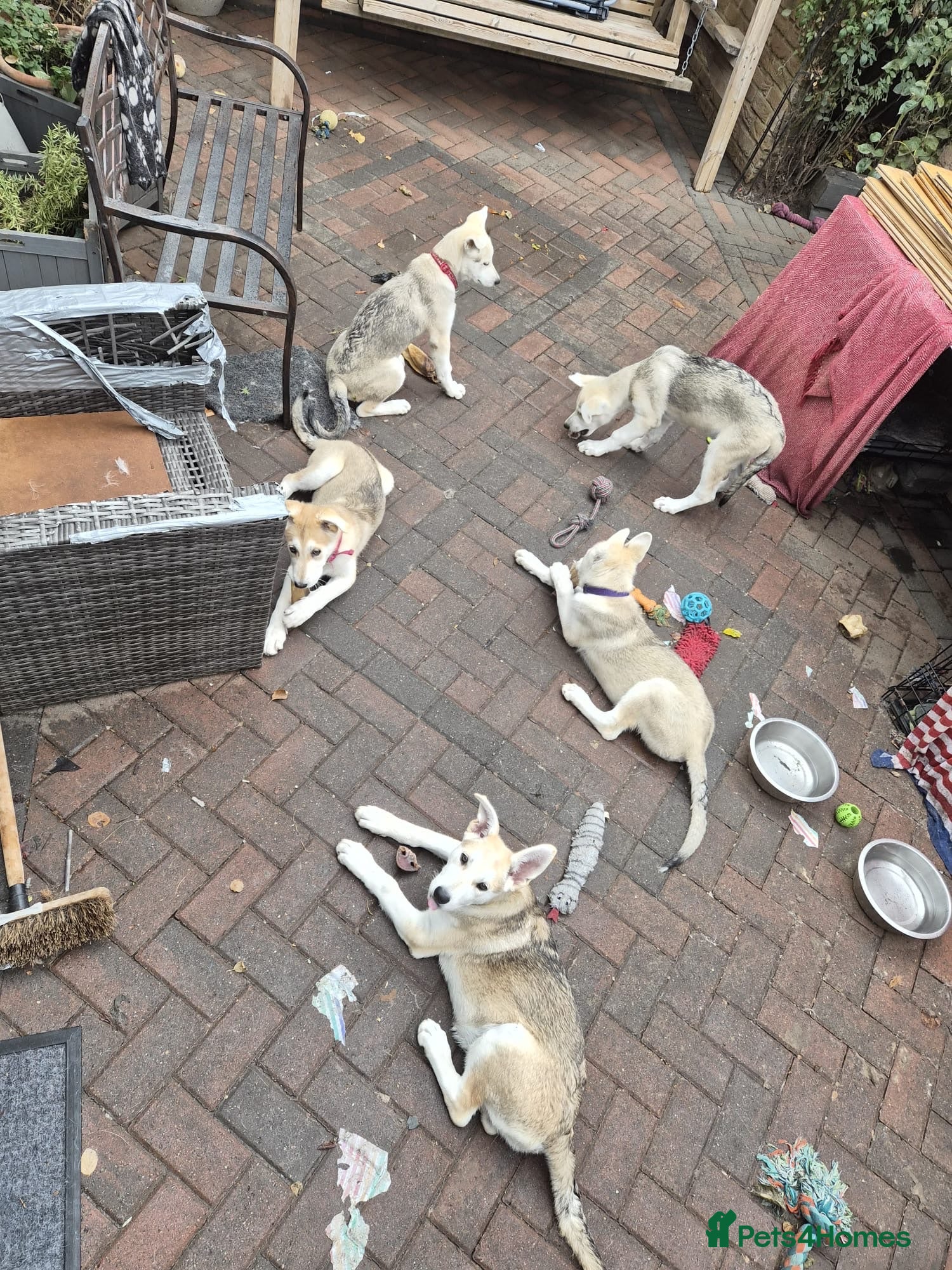 Mixed Breed dogs White Swiss shepherd cross wolf dog - Advert 8