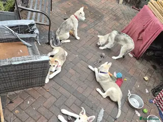 Mixed Breed dogs White Swiss shepherd cross wolf dog - Advert 8