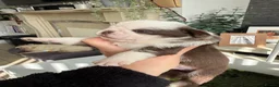 Pug dogs for sale: Kc lilac and chocolate pugs 5 star licensed  - Advert 16