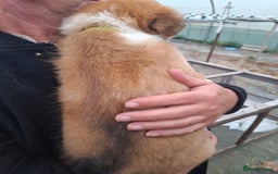 Border Collie dogs for sale: Reduced LAST  BOY LOOKING FOR HOME🌟 - Image 4