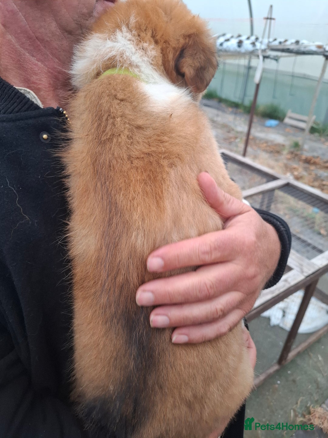 Border Collie dogs for sale: Reduced LAST  BOY LOOKING FOR HOME🌟 - Image 4