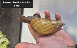 Snails invertebrates for sale: Giant Land Snail Babies - Image 15