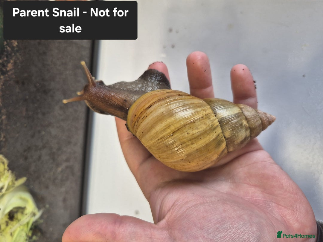 Snails invertebrates for sale: Giant Land Snail Babies - Image 15
