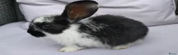 Mini Lop rabbits for sale: Cute French x Mini Lop Looking for Loving Homes! - Advert 19