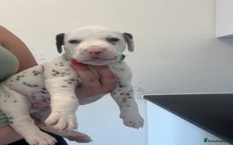Dalmatian dogs for sale: 🐶 Stunning Dalmatian Puppies Ready 28th August 🐶 - Image 33