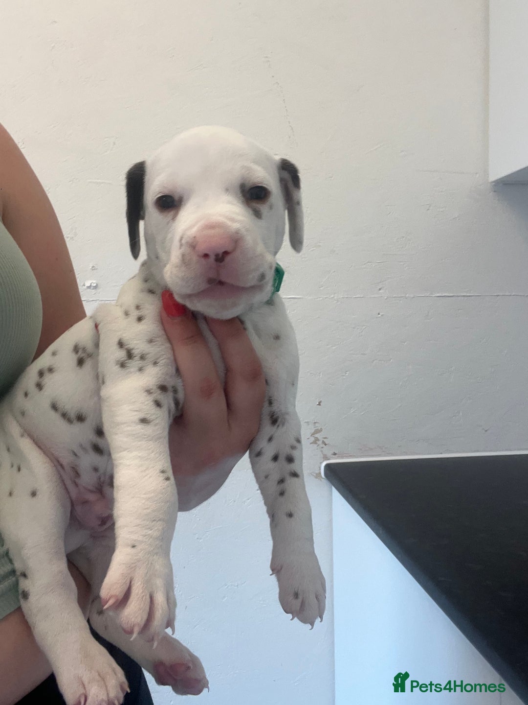 Dalmatian dogs for sale: 🐶 Stunning Dalmatian Puppies Ready 28th August 🐶 - Image 33