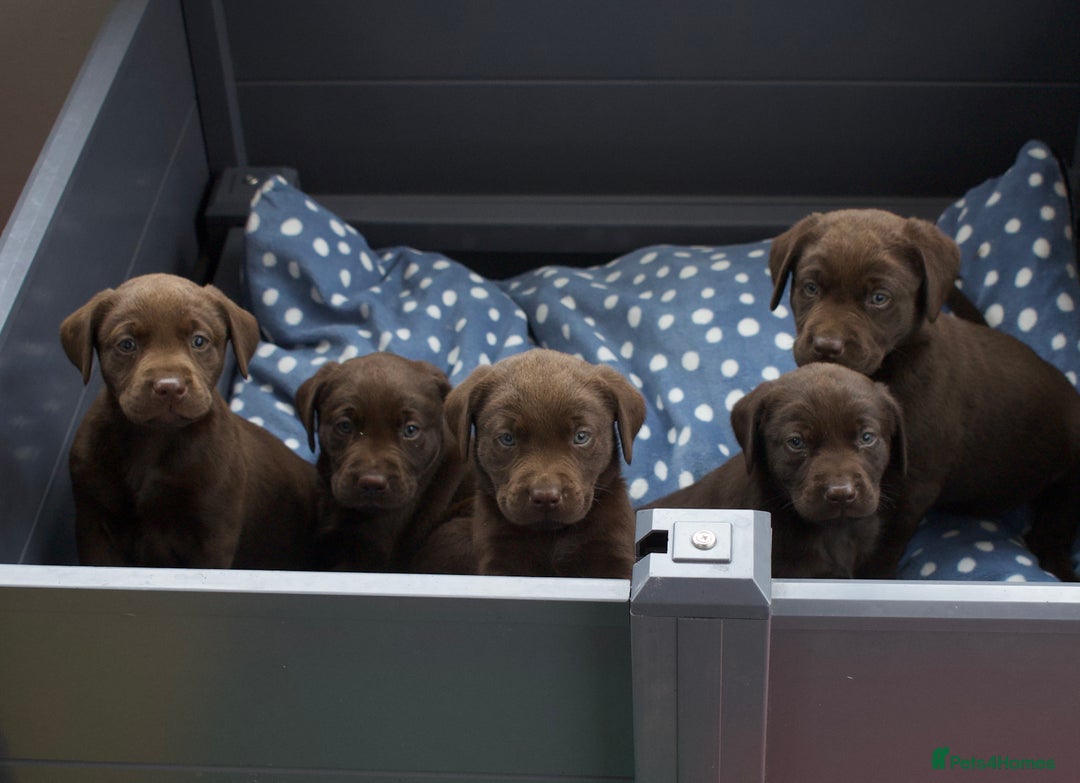 Labrador Retriever dogs for sale: Chocolate Labrador puppies, KC reg, health tested, - Image 7