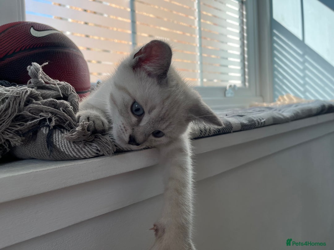 British Shorthair cats for sale: Beautiful British Shorthair Kittens... - Image 21